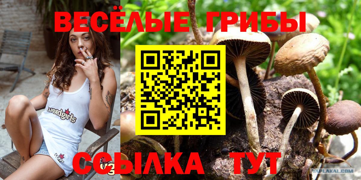 Галлюциногенные грибы Cubensis Нефтекумск